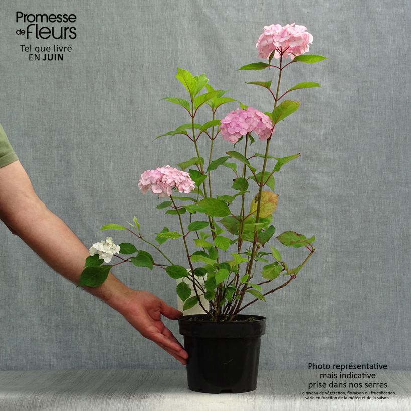 Hydrangea serrata Preziosa - Mountain Hydrangea 2L/3L pot sample as delivered in summer