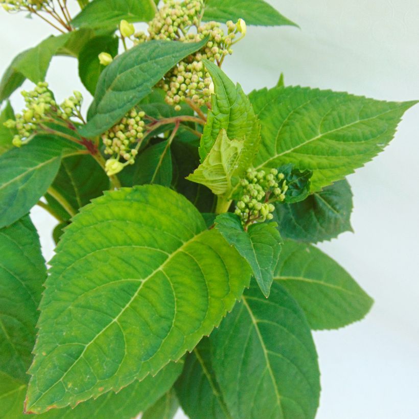 Hydrangea serrata Shôjo - Mountain Hydrangea (Foliage)