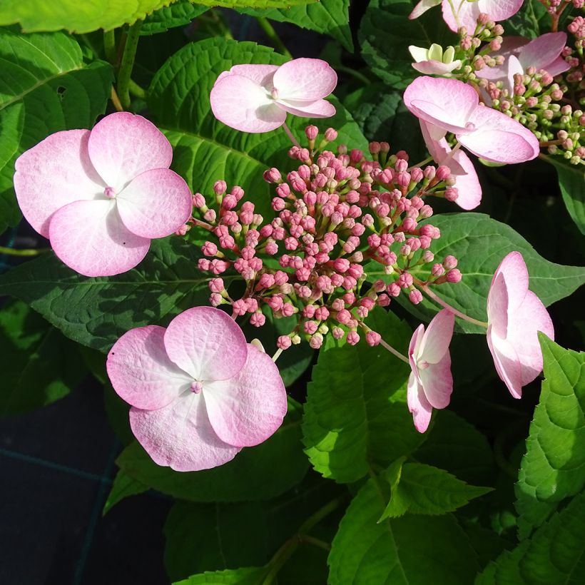 Hydrangea serrata Shôjo - Mountain Hydrangea (Flowering)