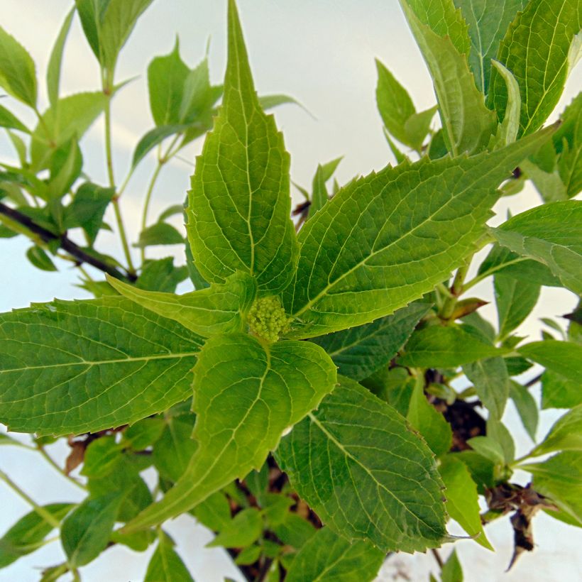 Hydrangea serrata Tiara - Mountain Hydrangea (Foliage)