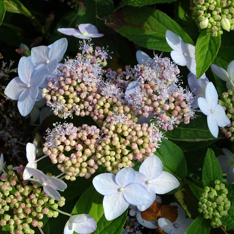 Hydrangea serrata Tiara - Mountain Hydrangea (Flowering)