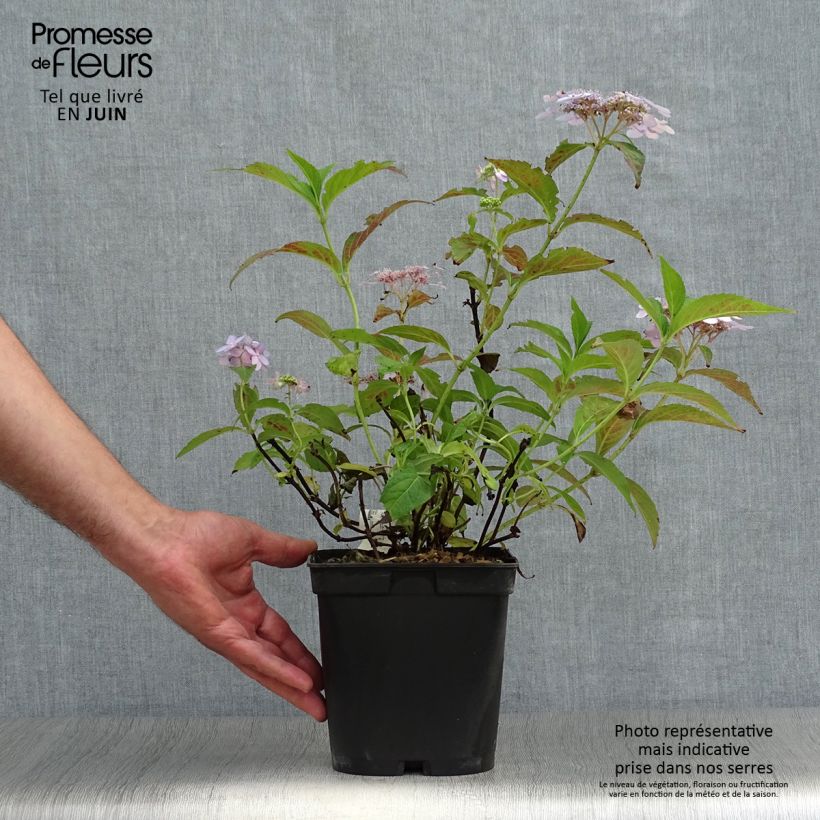Hydrangea serrata Tiara - Mountain Hydrangea 2L/3L pot sample as delivered in summer