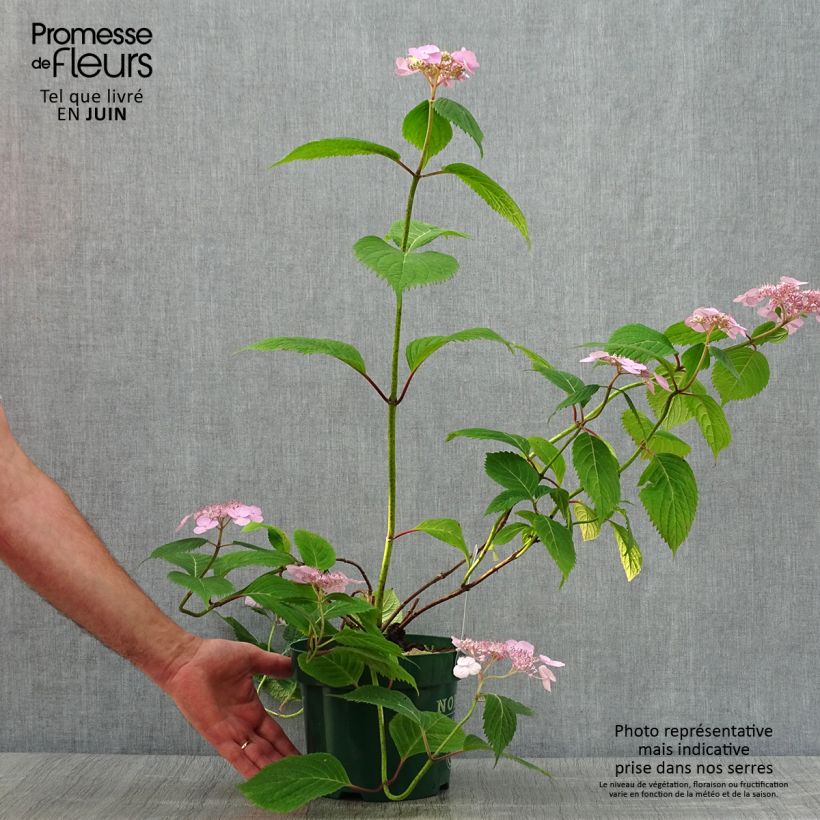 Hydrangea serrata subsp. yezoensis Veerle - Flat-headed hydrangea 3L/4L pot sample as delivered in summer