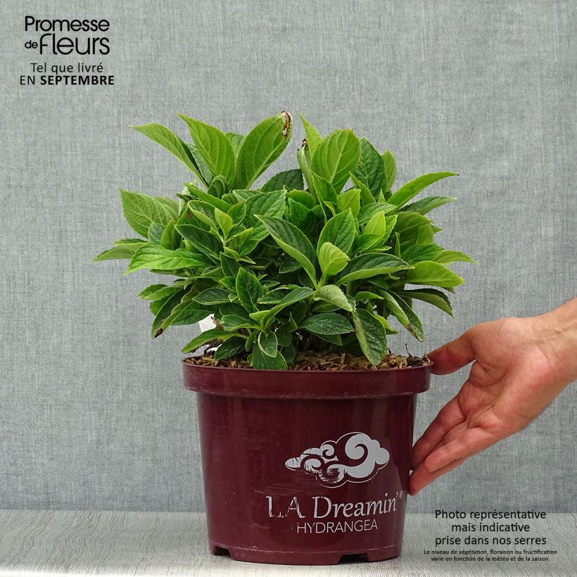 Hydrangea macrophylla L.A. Dreamin Lindsey Ann 4L/5L pot sample as delivered in autumn