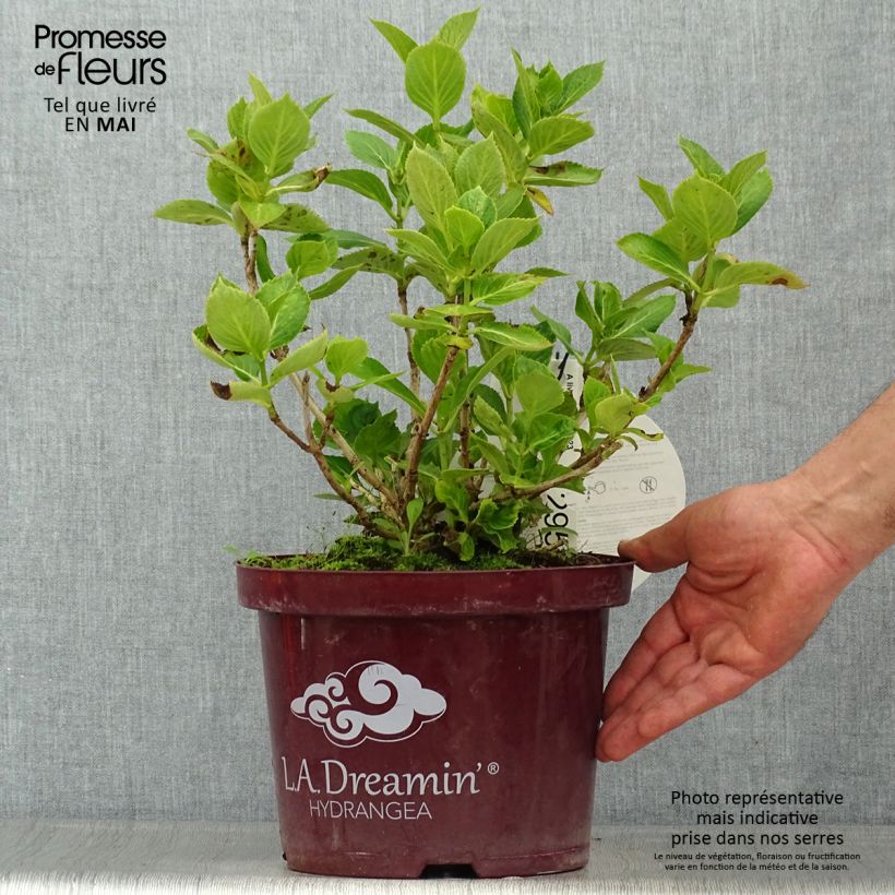 Hydrangea macrophylla L.A. Dreamin Lindsey Ann 4L/5L pot sample as delivered in spring