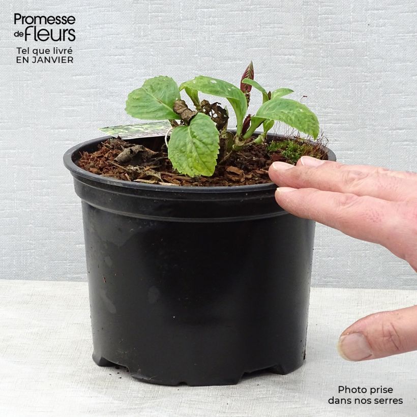 Hydrangea macrophylla Magical Harmony 2L/3L pot sample as delivered in winter