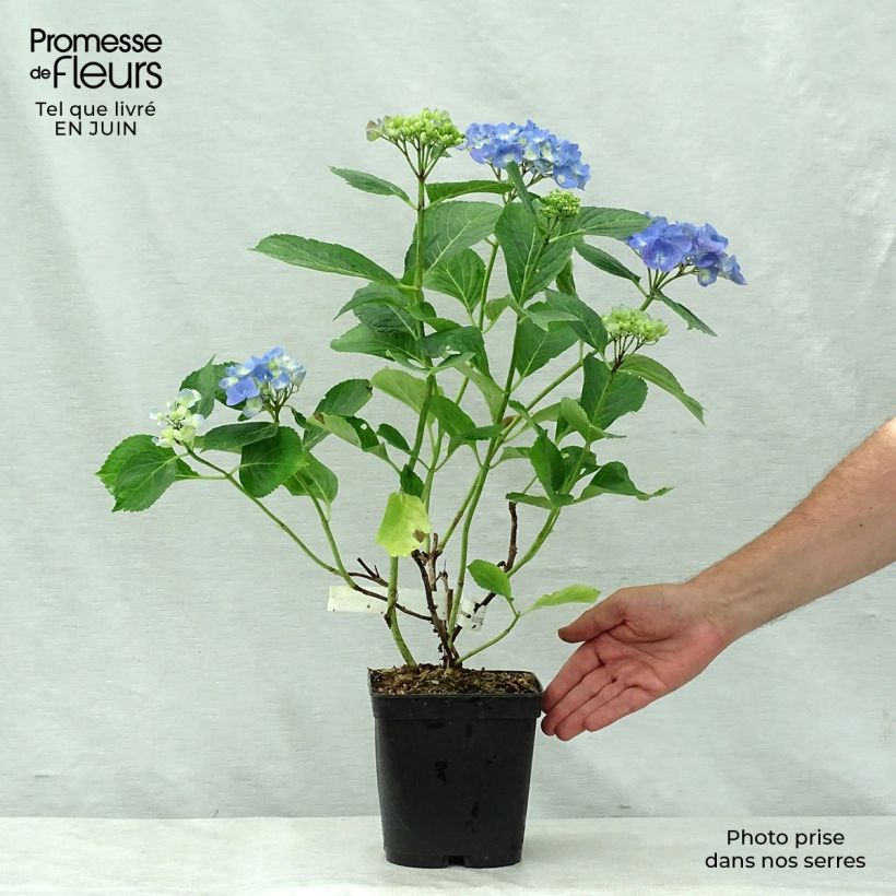 Hydrangea macrophylla Mathilde Gutges 2L/3L pot sample as delivered in summer