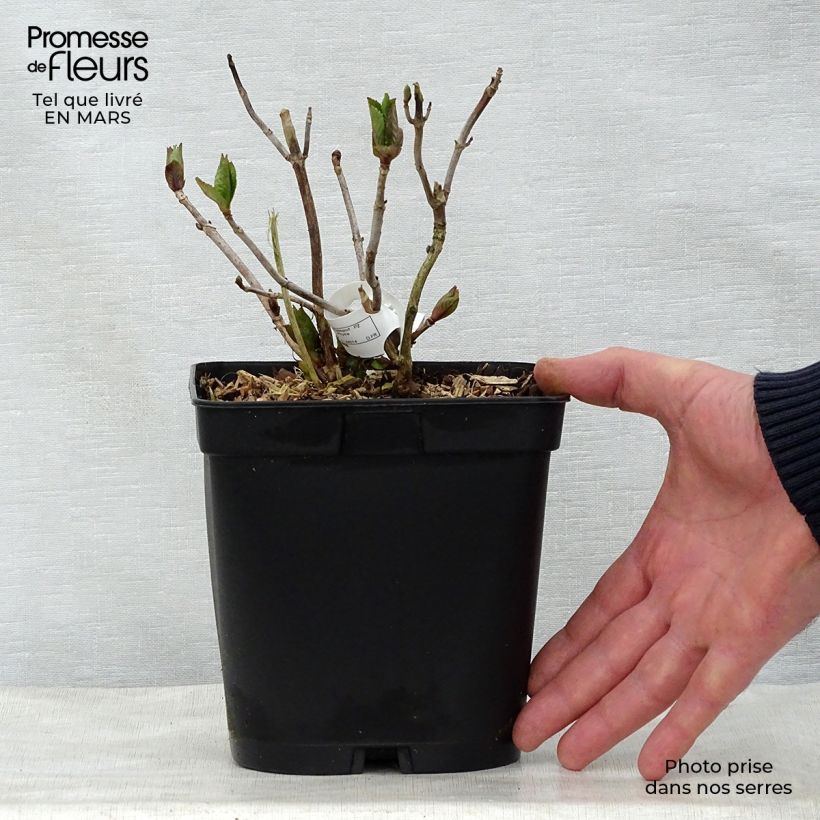 Hydrangea macrophylla Mathilde Gutges sample as delivered in spring
