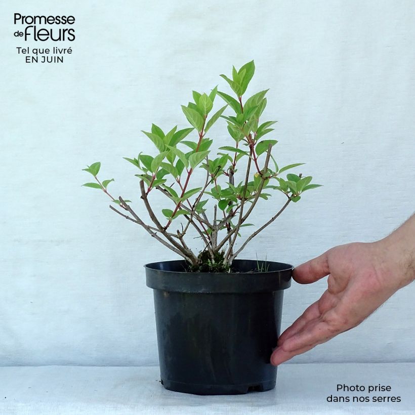 Hydrangea paniculata Pink Diamond 2L/3L pot sample as delivered in summer