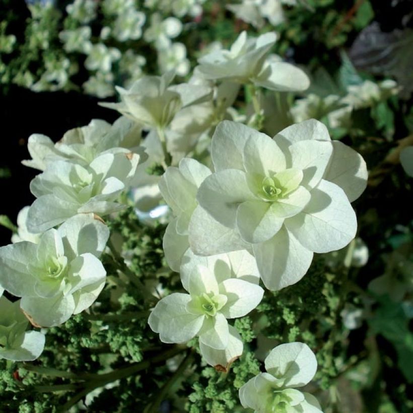Hydrangea quercifolia Snowflake (Flowering)
