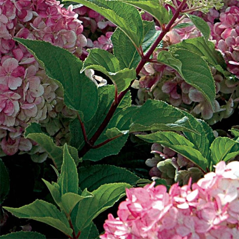 Hydrangea paniculata Vanille Fraise (Foliage)