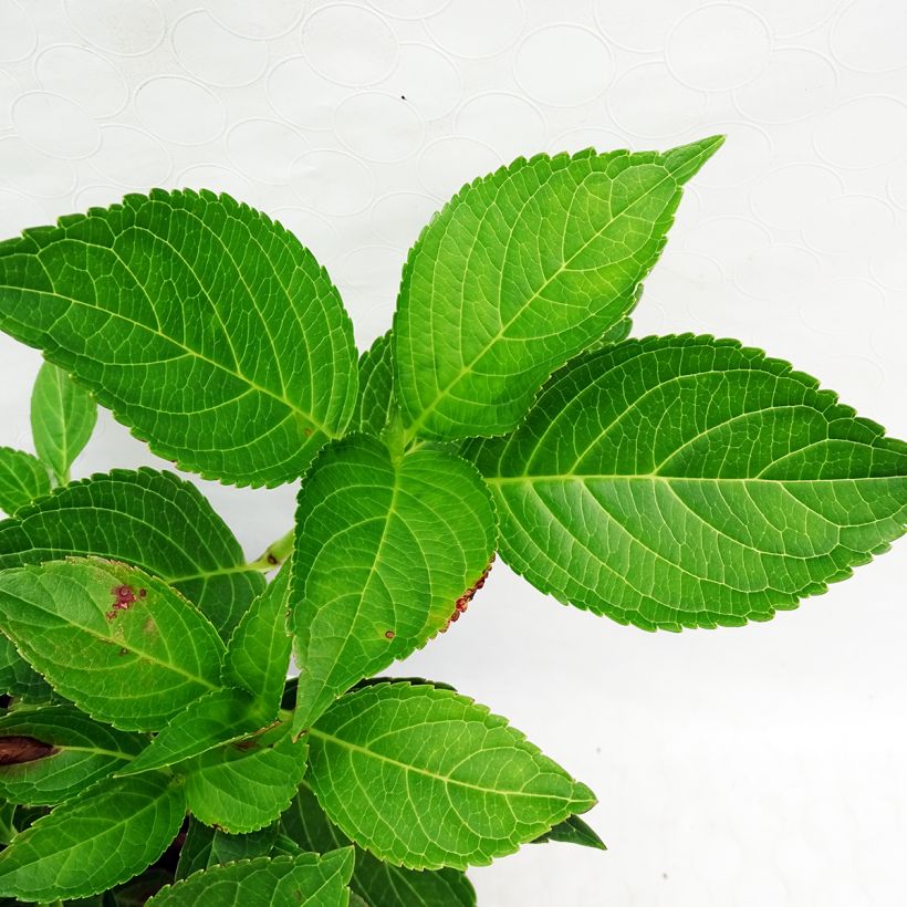 Hydrangea macrophylla Yamato (Foliage)