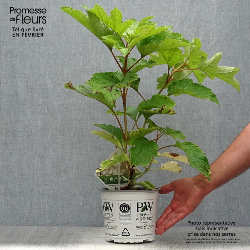 Hydrangea quercifolia GATSBY MOON 2L/3L pot sample as delivered in autumn