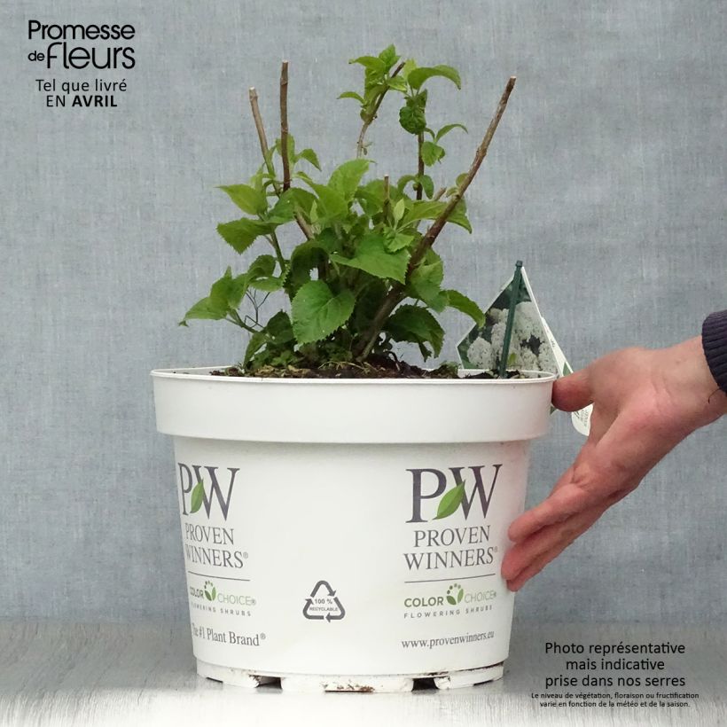Hydrangea arborescens BellaRagazza Blanchetta 7.5L/10L pot sample as delivered in spring