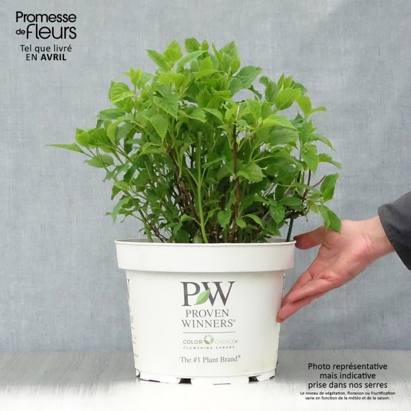 Hydrangea arborescens BellaRagazza Limetta 4L/5L pot sample as delivered in spring