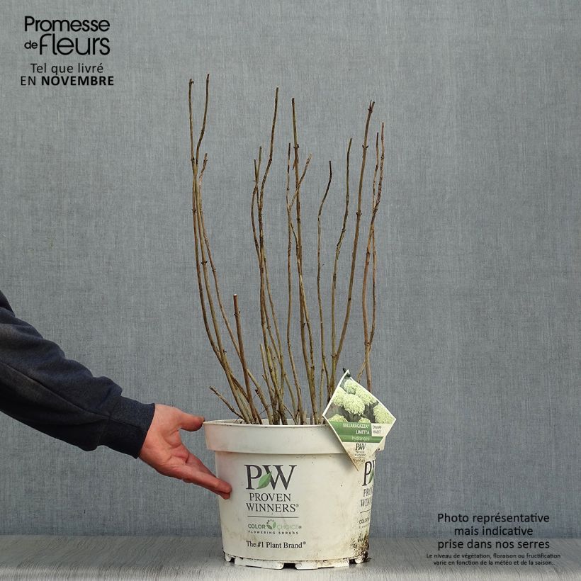 Hydrangea arborescens BellaRagazza Limetta 4L/5L pot sample as delivered in autumn