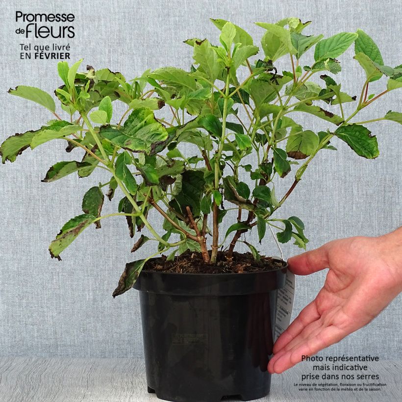 Hydrangea arborescens Hills of Snow 2L/3L pot sample as delivered in autumn