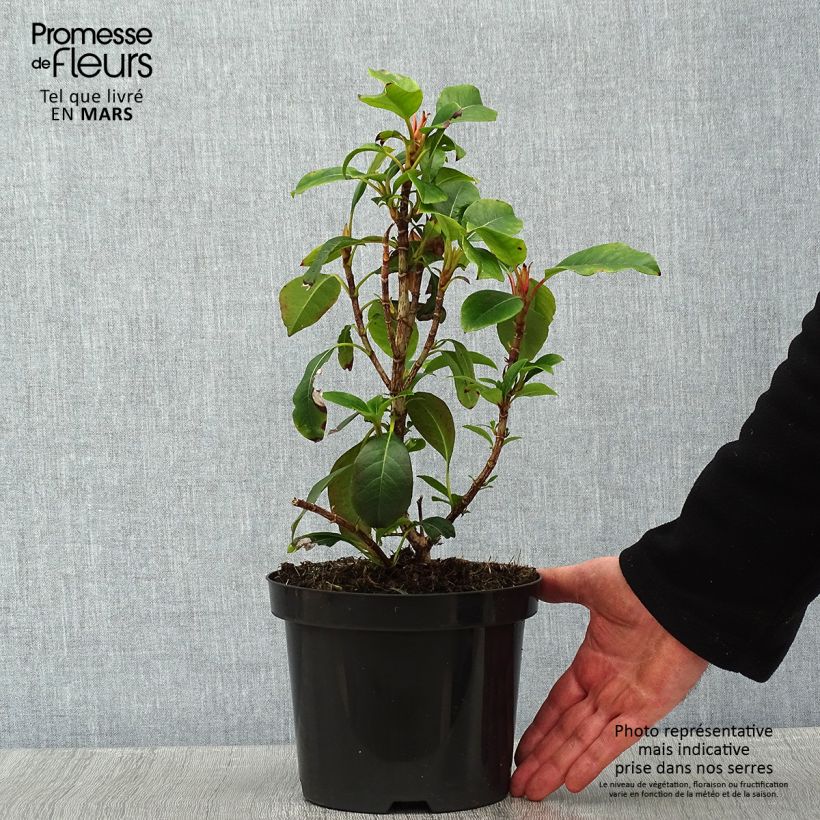 Hydrangea Semiola 2L/3L pot sample as delivered in winter