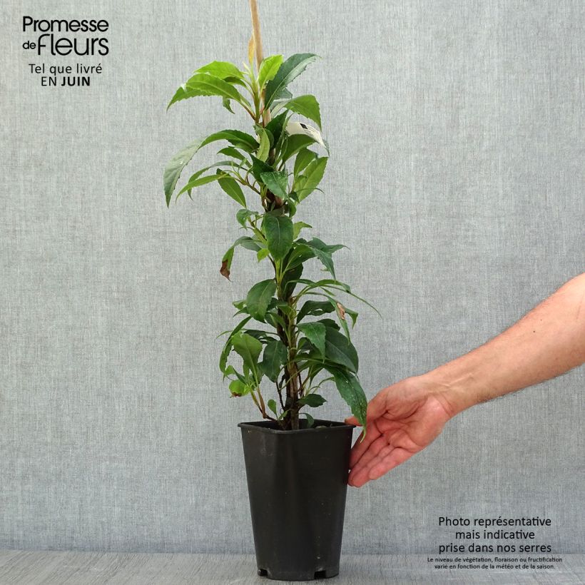 Hydrangea seemanii - Climbing Hydrangea 2L/3L pot sample as delivered in summer
