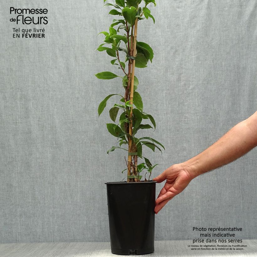 Hydrangea seemanii - Climbing Hydrangea 6L/7L pot sample as delivered in autumn