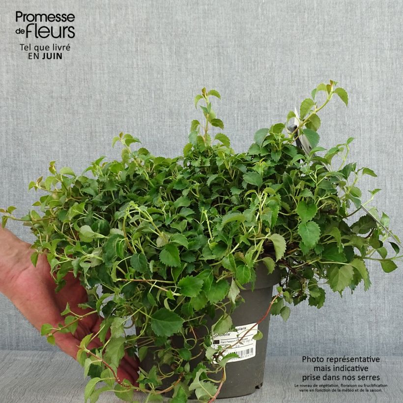Hydrangea petiolaris Cordifolia- Climbing Hydrangea 3L/4L pot sample as delivered in spring