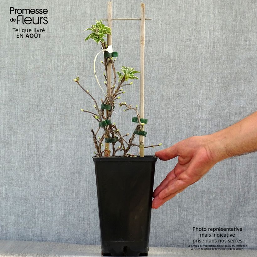 Hydrangea petiolaris Silver Lining- Climbing Hydrangea 2L/3L pot sample as delivered in summer