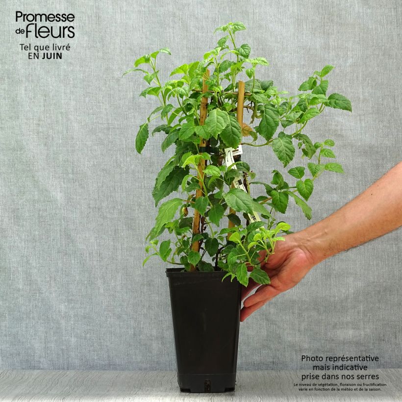 Hydrangea anomala Winter Surprise- Climbing Hydrangea 2L/3L pot sample as delivered in summer