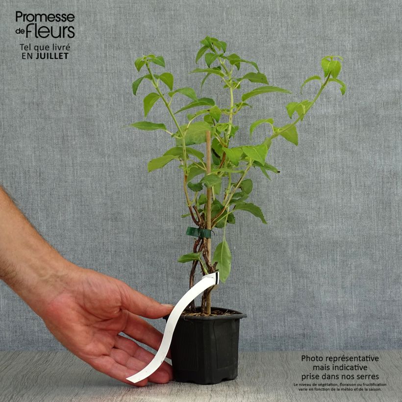 Hydrangea anomala subsp. petiolaris- Climbing Hydrangea 8/9 cm pot sample as delivered in summer