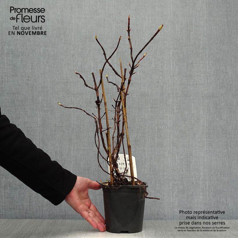 Hydrangea anomala subsp. petiolaris- Climbing Hydrangea 2L/3L pot sample as delivered in autumn
