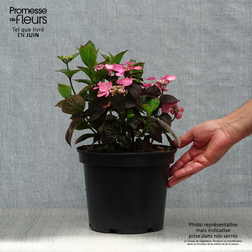 Hydrangea Daredevil 4L/5L pot sample as delivered in summer