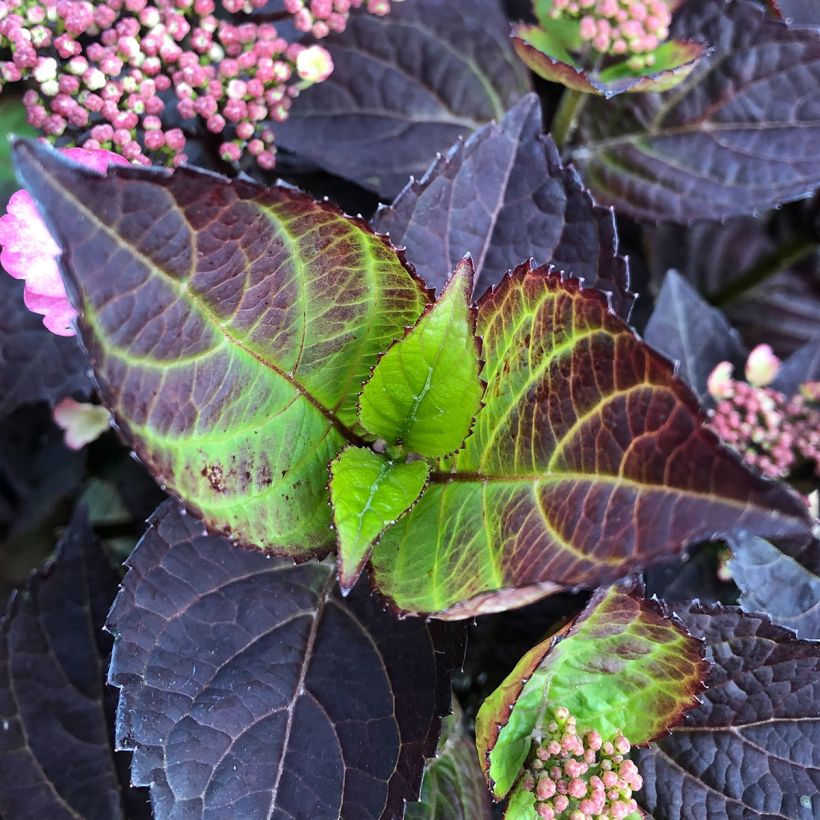 Hydrangea Daredevil (Foliage)