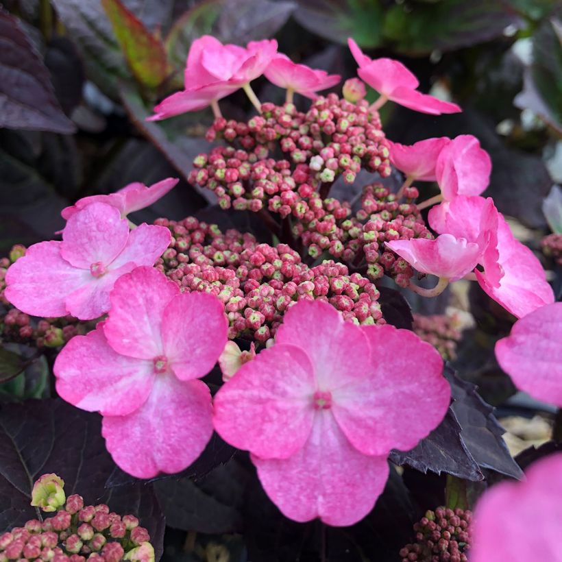 Hydrangea Daredevil (Flowering)