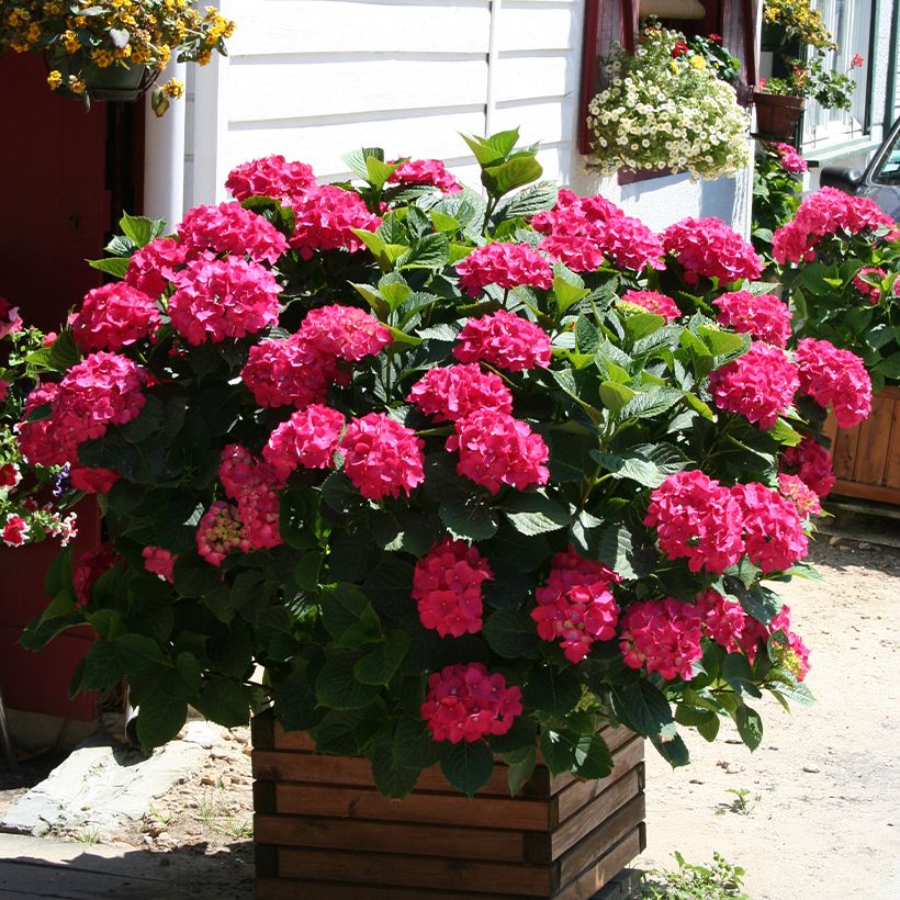 Hydrangea macrophylla King George V (Plant habit)