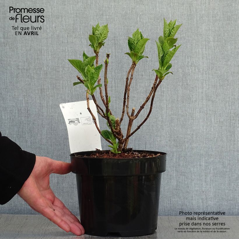 Hydrangea macrophylla King George V sample as delivered in spring