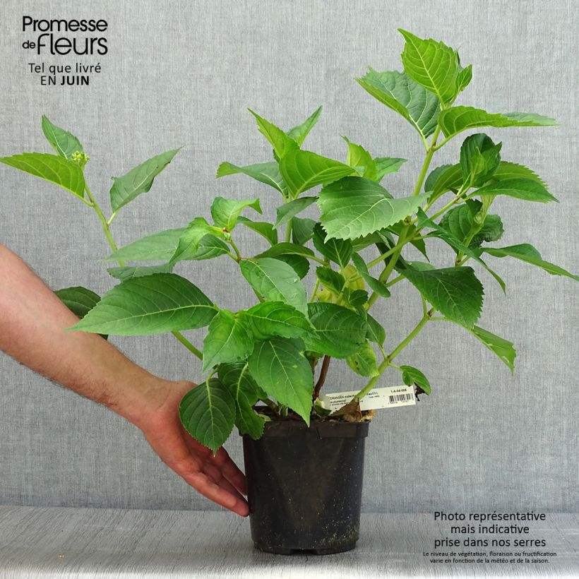 Hydrangea macrophylla Madame Plumecoq 2L/3L pot sample as delivered in summer