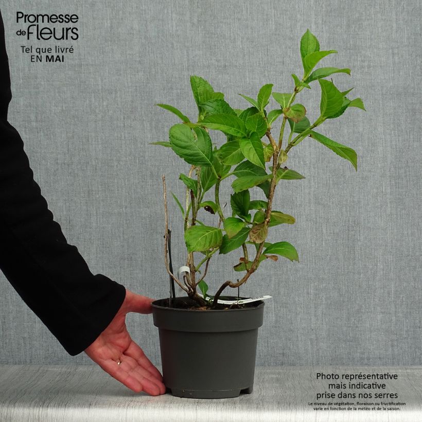 Hydrangea macrophylla Mariesii Perfecta 2L/3L potShipped height around 25/30cm sample as delivered in spring