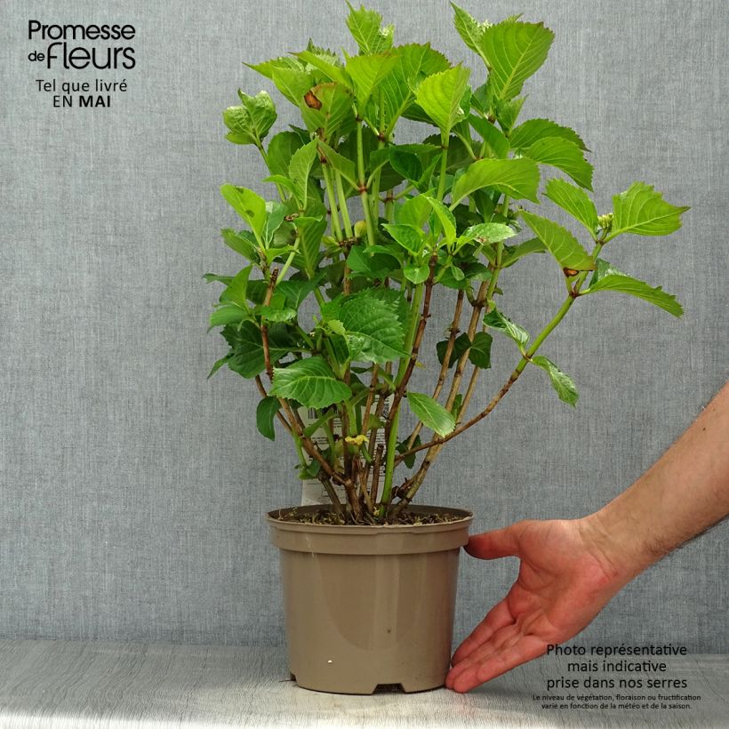Hydrangea macrophylla Masja 1.5L/2L pot 10/20cm sample as delivered in spring