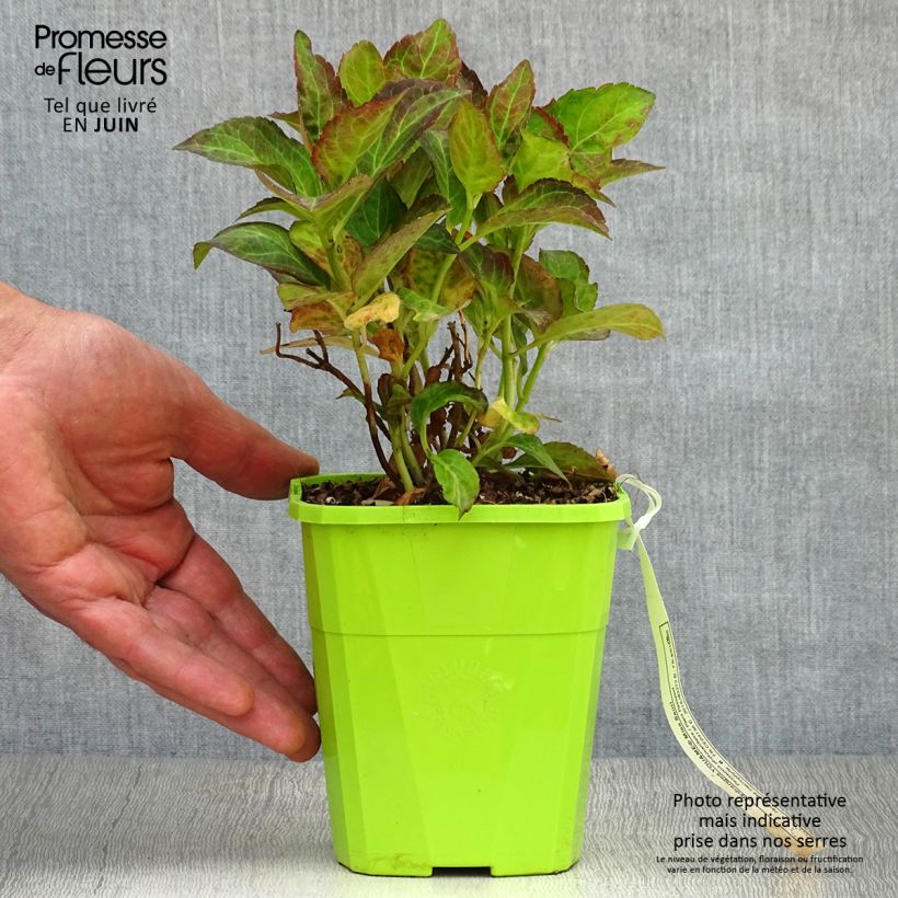 Hydrangea macrophylla Miss Saori 1L/1.5L pot sample as delivered in summer