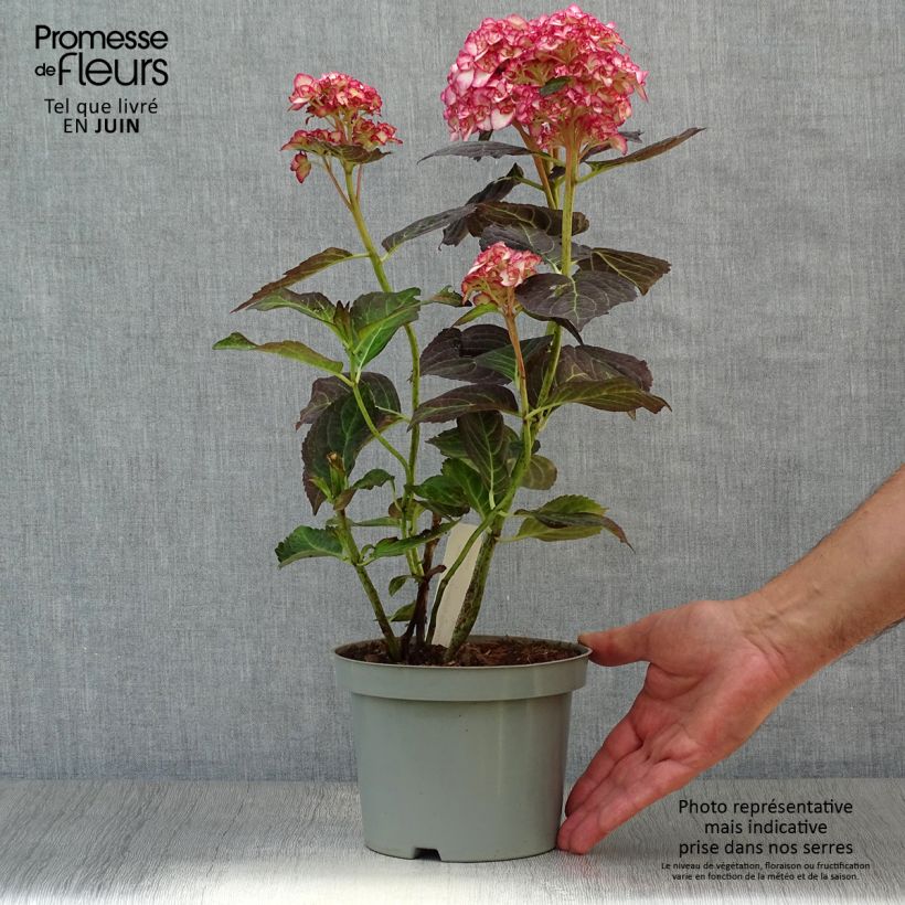 Hydrangea macrophylla Miss Saori 2L/3L pot sample as delivered in summer