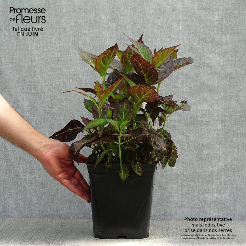 Hydrangea macrophylla Miss Saori 4L/5L pot sample as delivered in summer