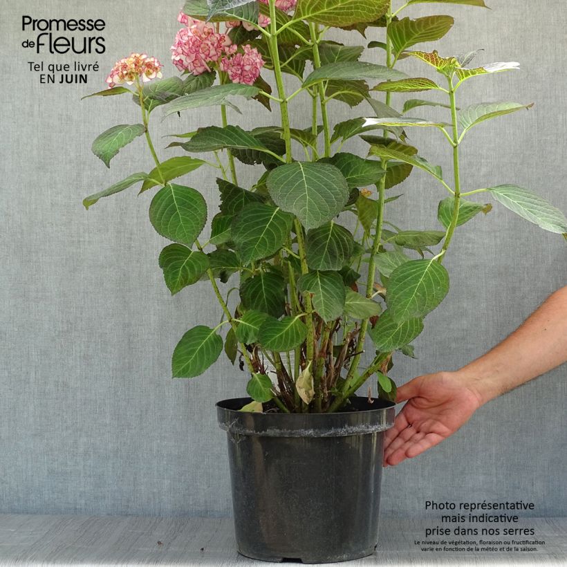 Hydrangea macrophylla Miss Saori 7.5L/10L pot sample as delivered in summer
