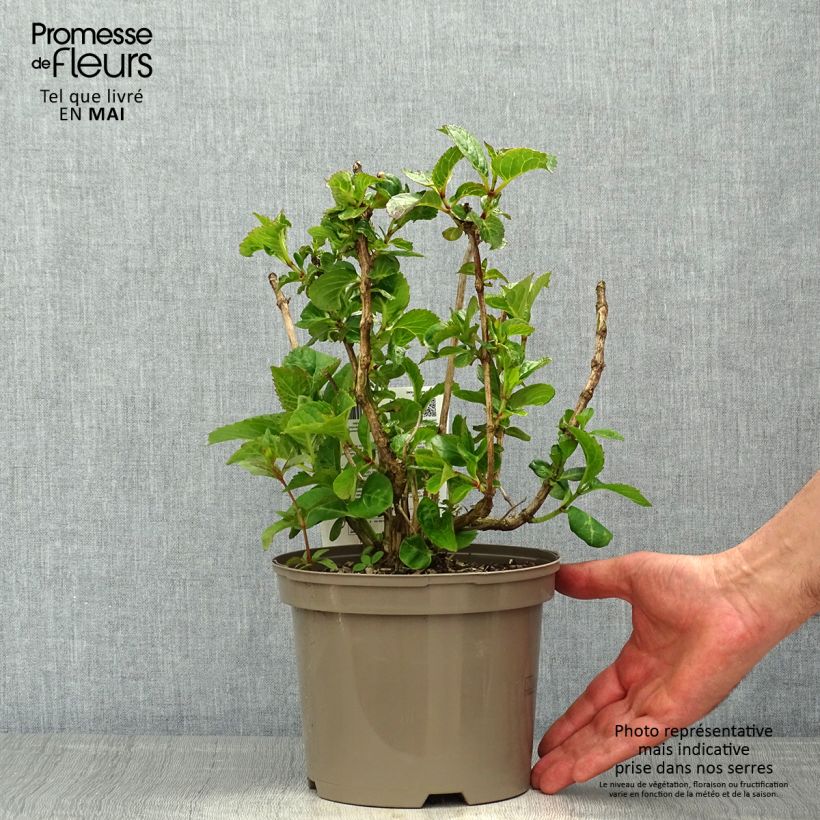 Hydrangea macrophylla Rotkehlchen 2L/3L pot sample as delivered in spring