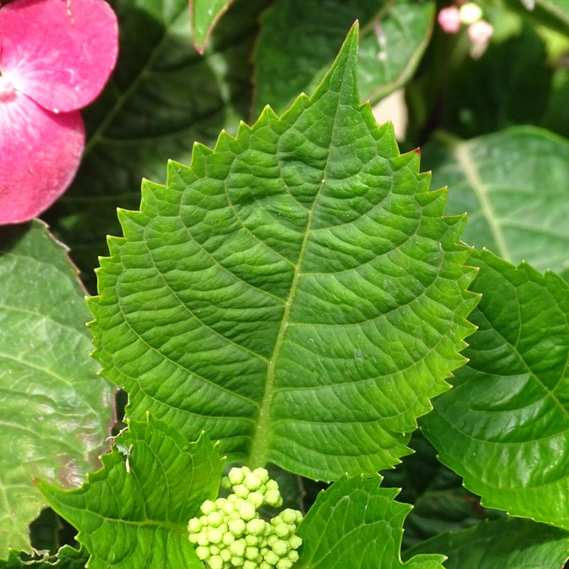 Hydrangea macrophylla Teller Red (Foliage)