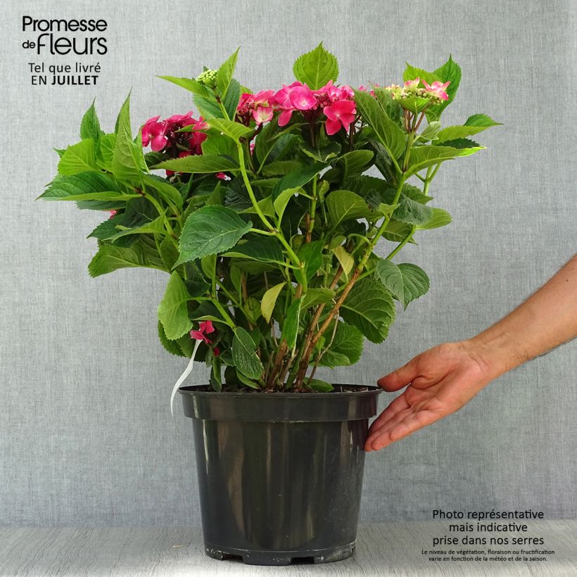 Hydrangea macrophylla Teller Red 7.5L/10L pot sample as delivered in summer