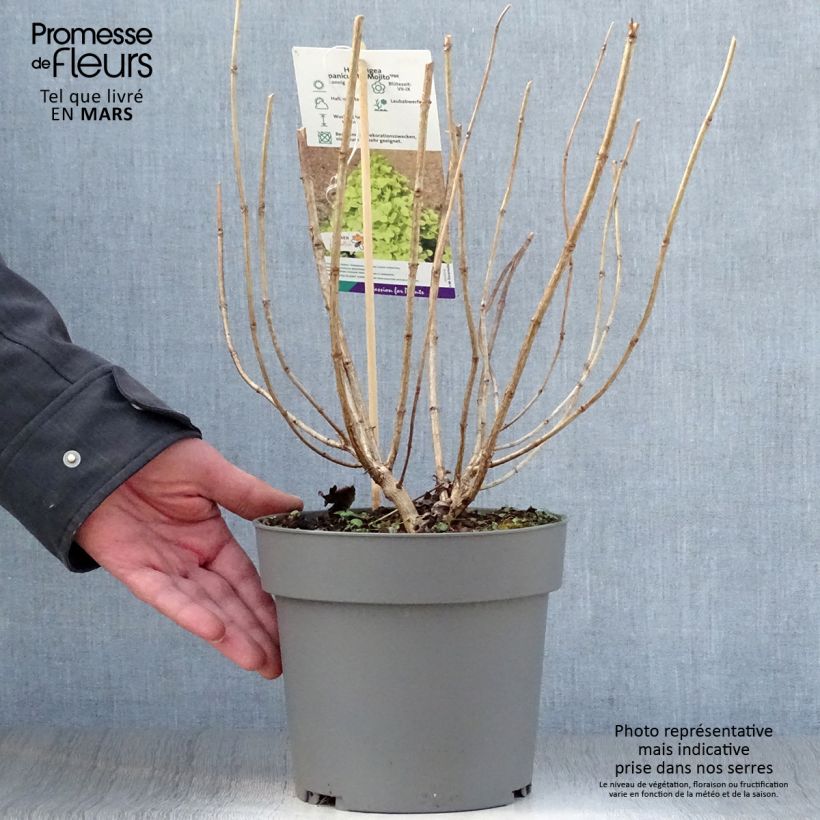 Hydrangea paniculata Mojito sample as delivered in spring
