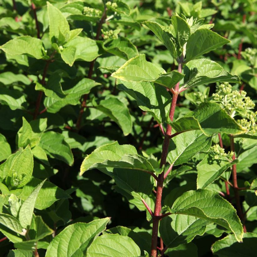 Hydrangea paniculata Polar Bear (Foliage)