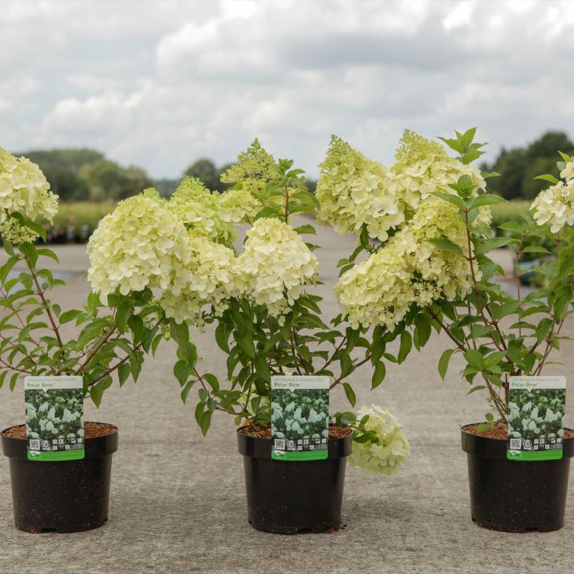 Hydrangea paniculata Polar Bear (Plant habit)