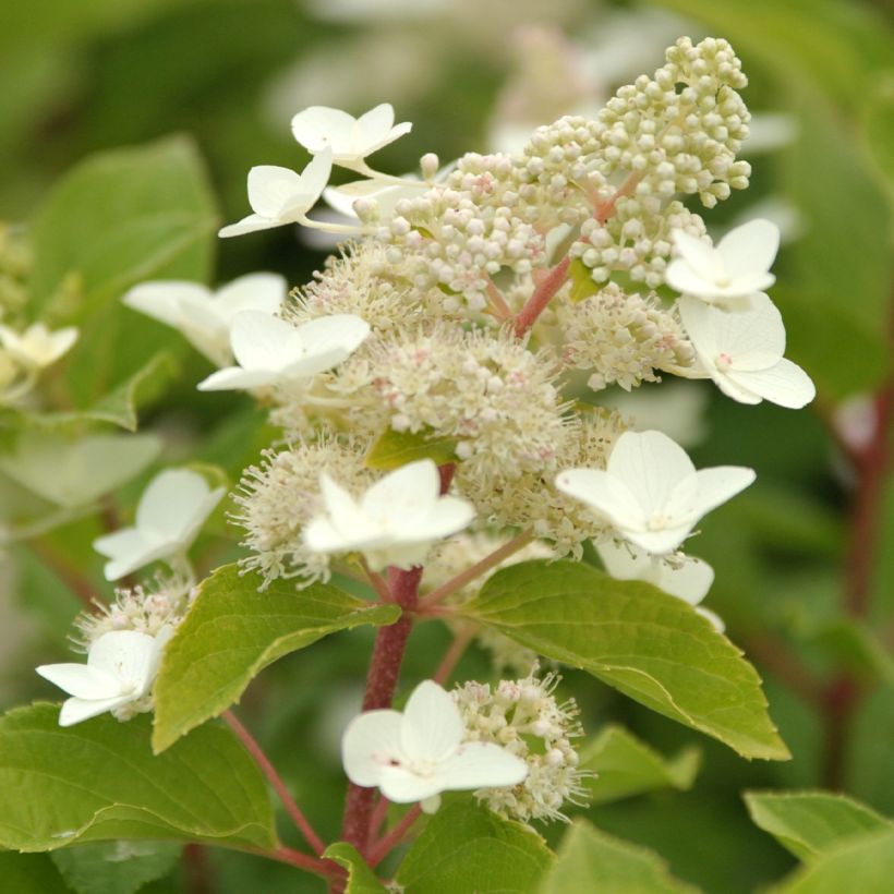 Hydrangea paniculata Tardiva (Flowering)