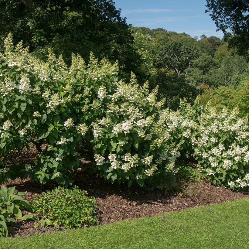 Hydrangea paniculata Tardiva (Plant habit)