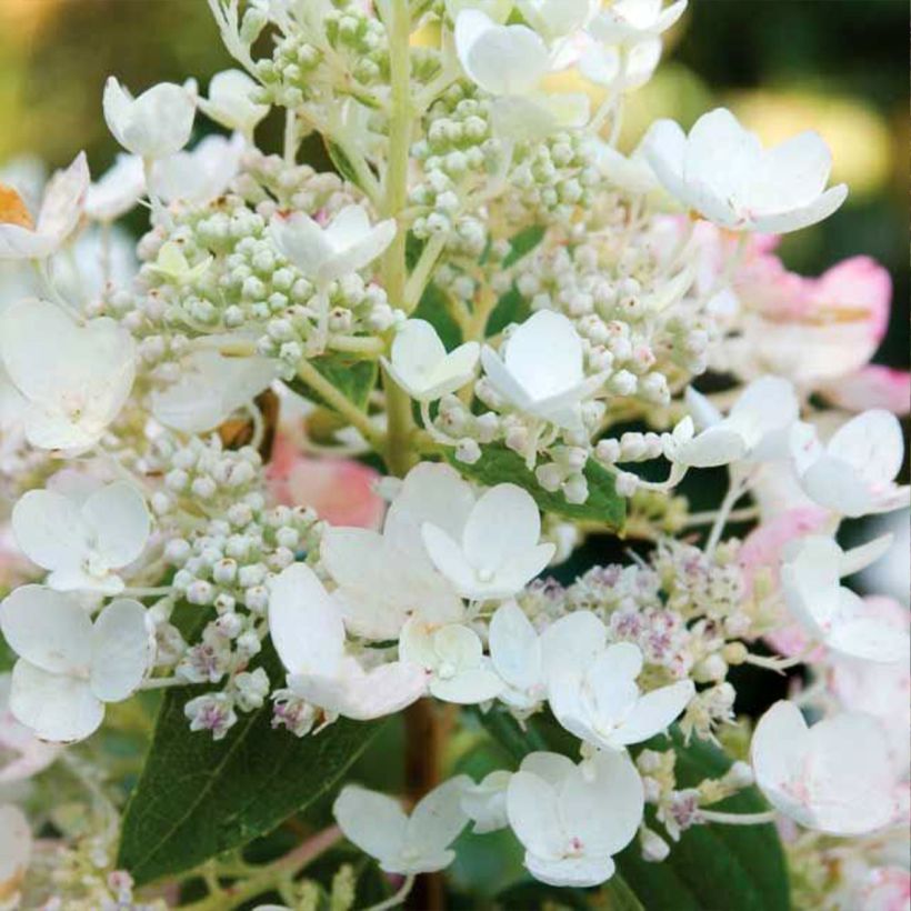 Hydrangea paniculata Tickled Pink (Flowering)